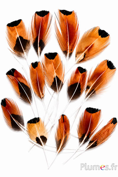 Blütenblätter aus Federn - 6-9 cm - natur
